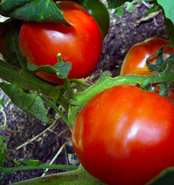 Plow Maker Farms: Supice tomato